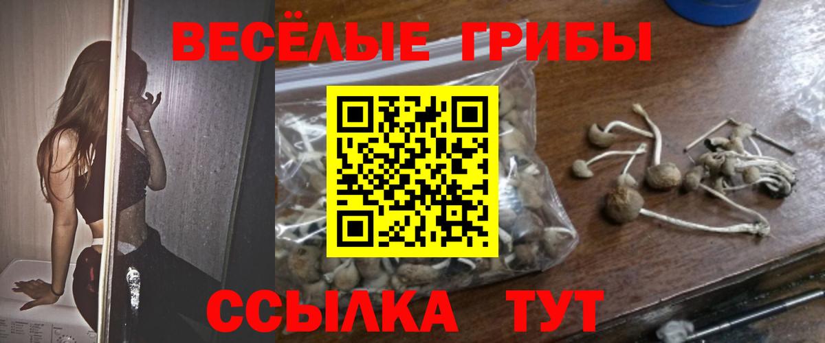 где купить   Вход с VPN  Владимир  Галлюциногенные грибы Psilocybine cubensis 